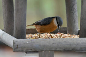 nuthatch eating bird seed in a feeder