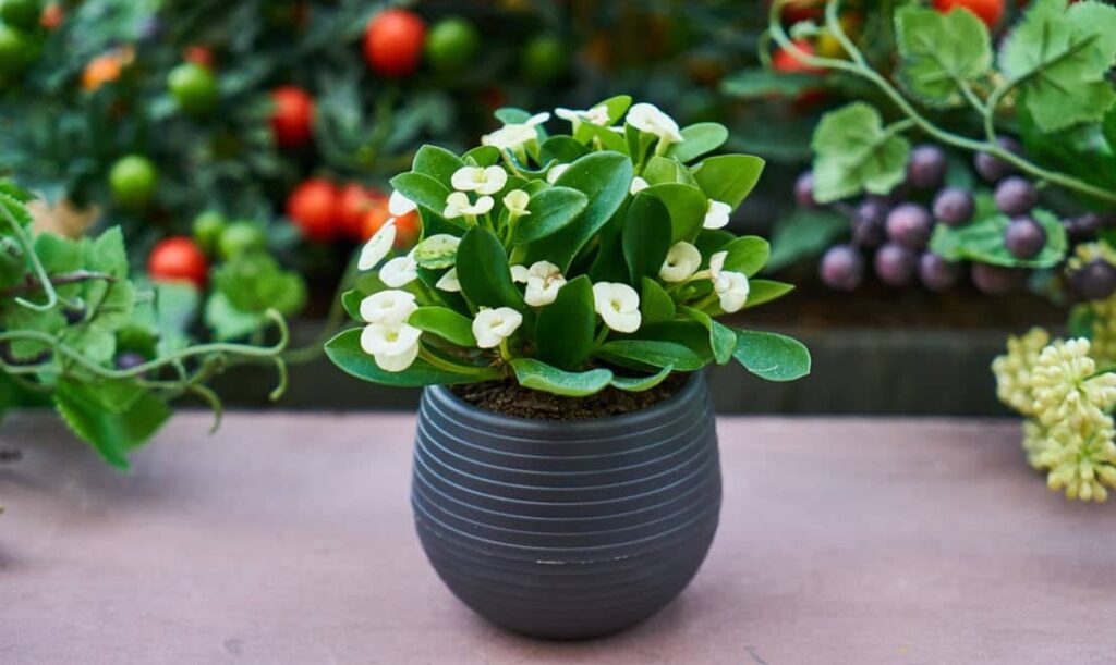 buy live plants online for your garden